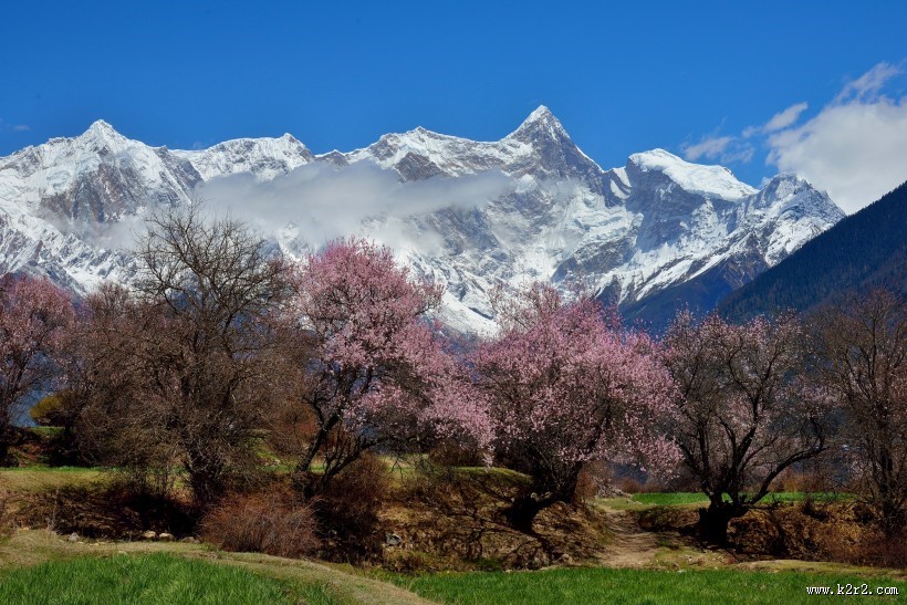 西藏林芝桃花风景图片大全