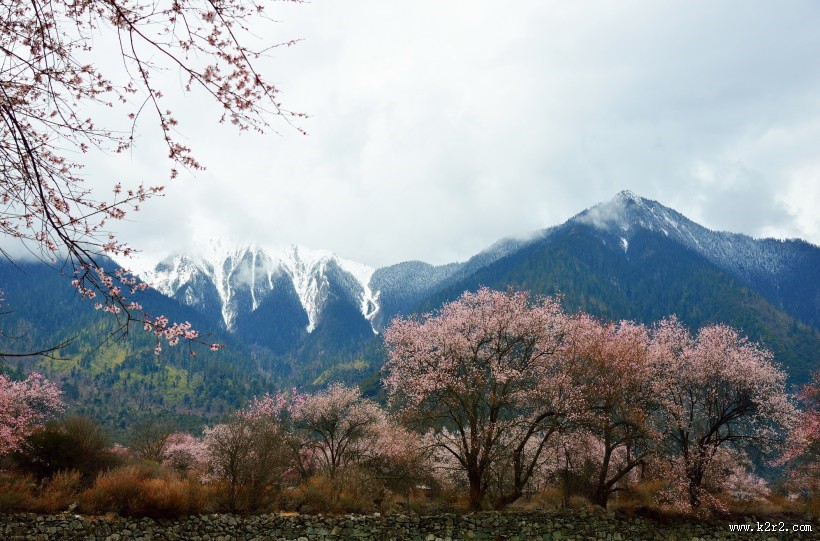 西藏林芝桃花风景图片大全