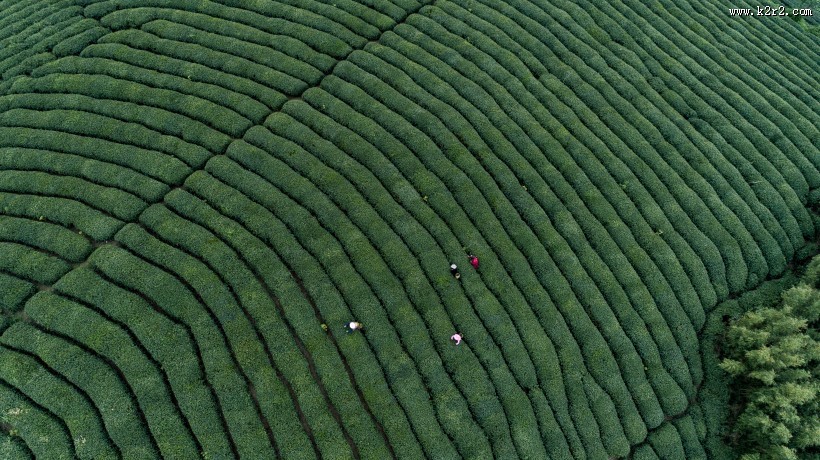 绿色茶园风景图片
