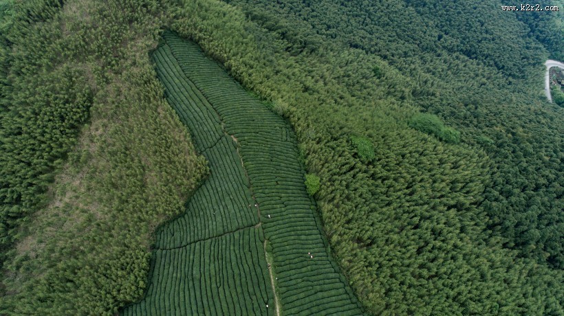 绿色茶园风景图片