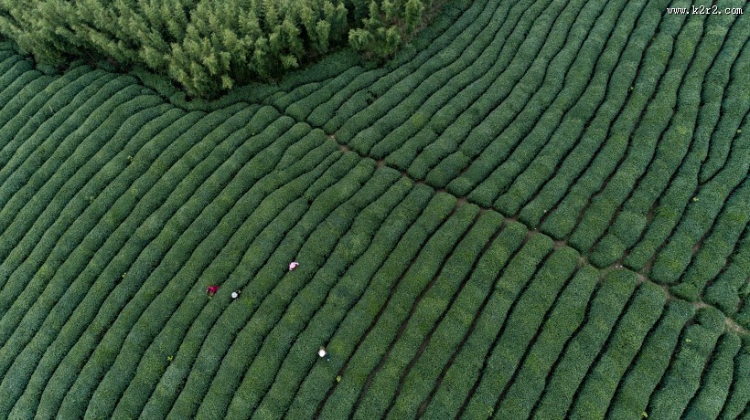 绿色茶园风景图片
