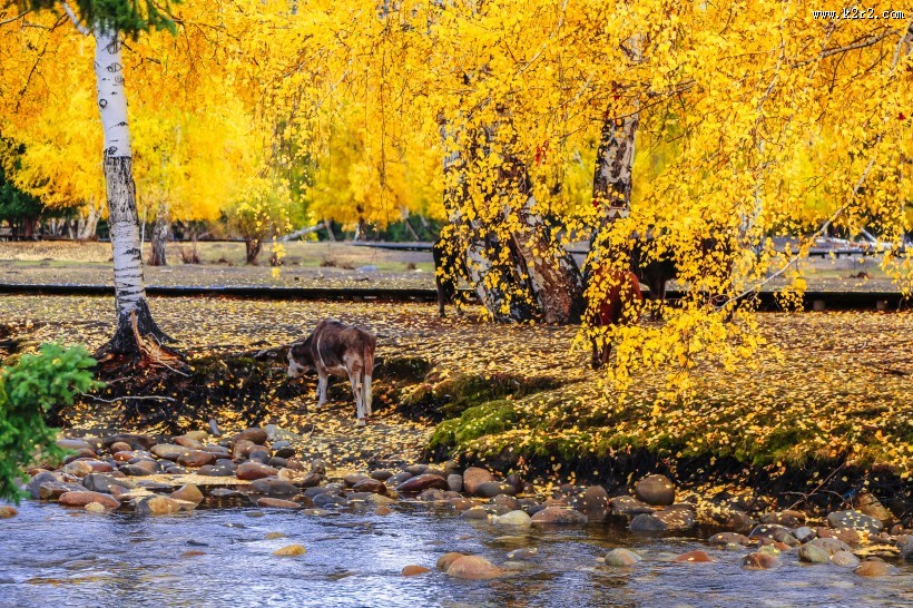 新疆可可托海风景图片