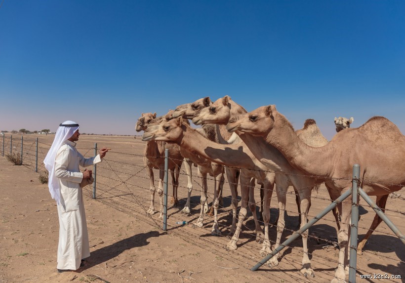 阿拉伯男人和骆驼与城市景观图片