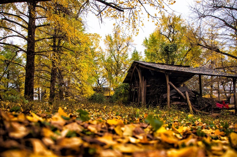 广西桂林海洋银杏林风景图片