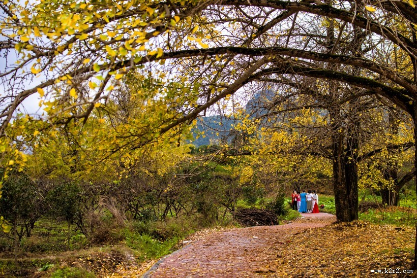 广西桂林海洋银杏林风景图片