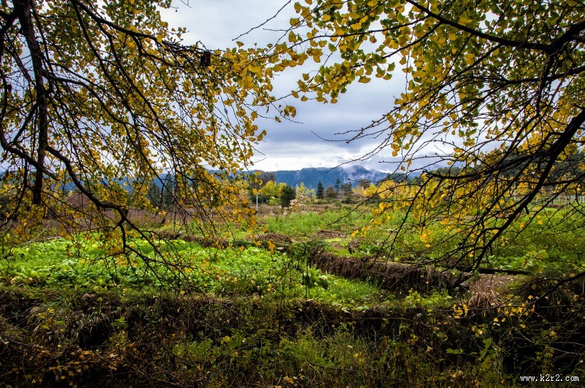 广西桂林海洋银杏林风景图片