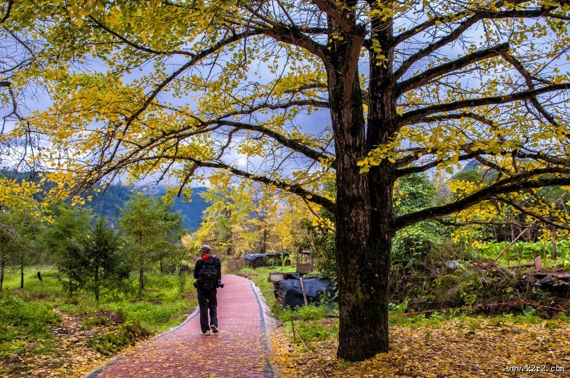 广西桂林海洋银杏林风景图片