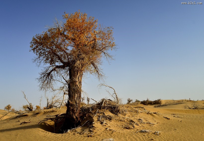 新疆塔里木沙漠公路旁的胡杨树图片