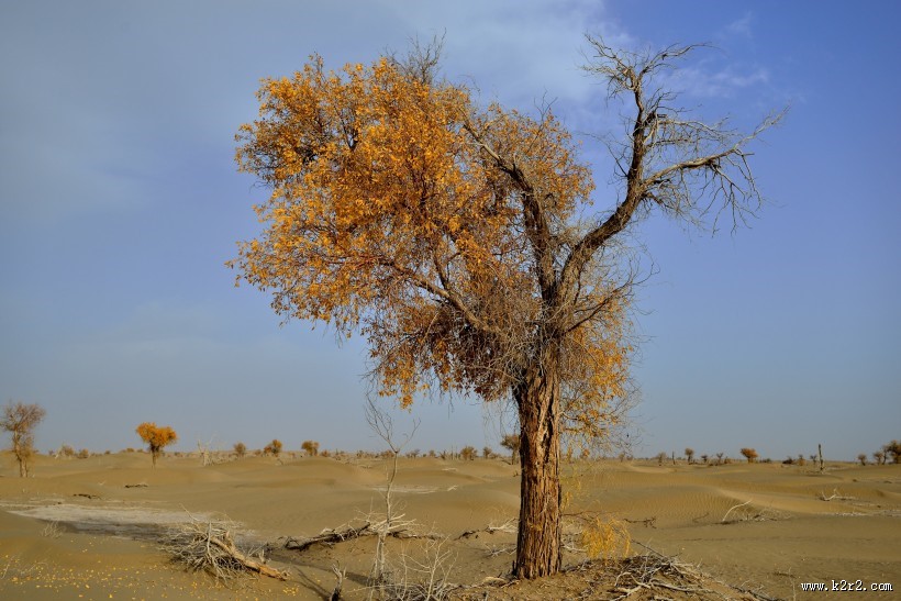新疆塔里木沙漠公路旁的胡杨树图片