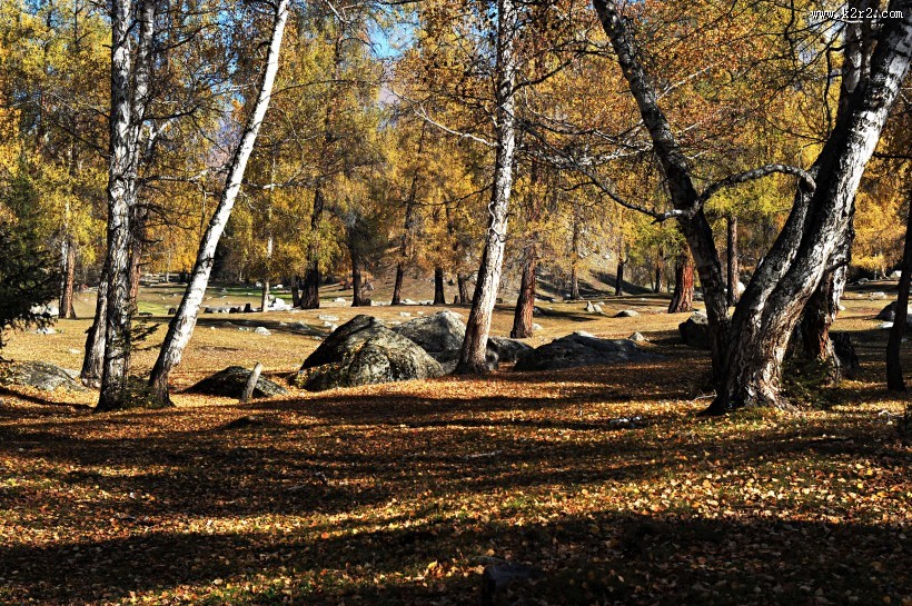 北疆秋色风景图片