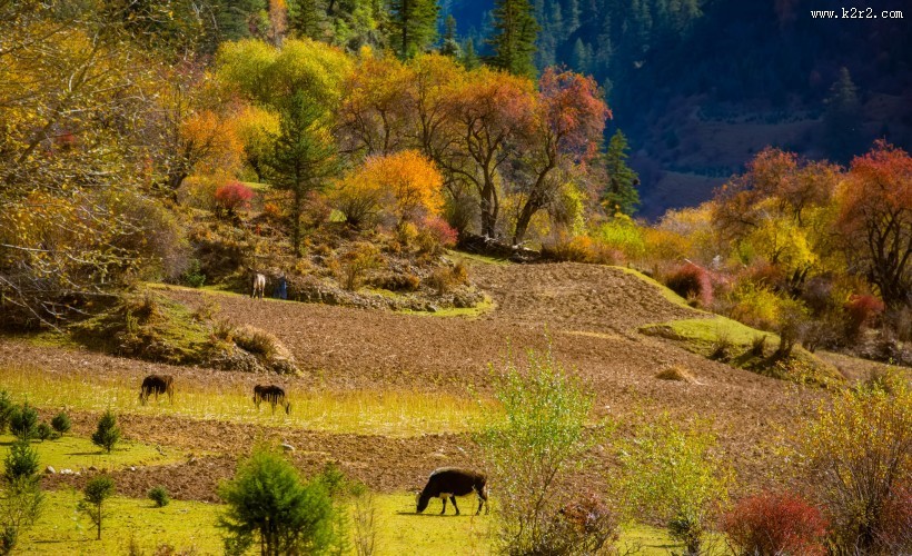 四川川西风景图片