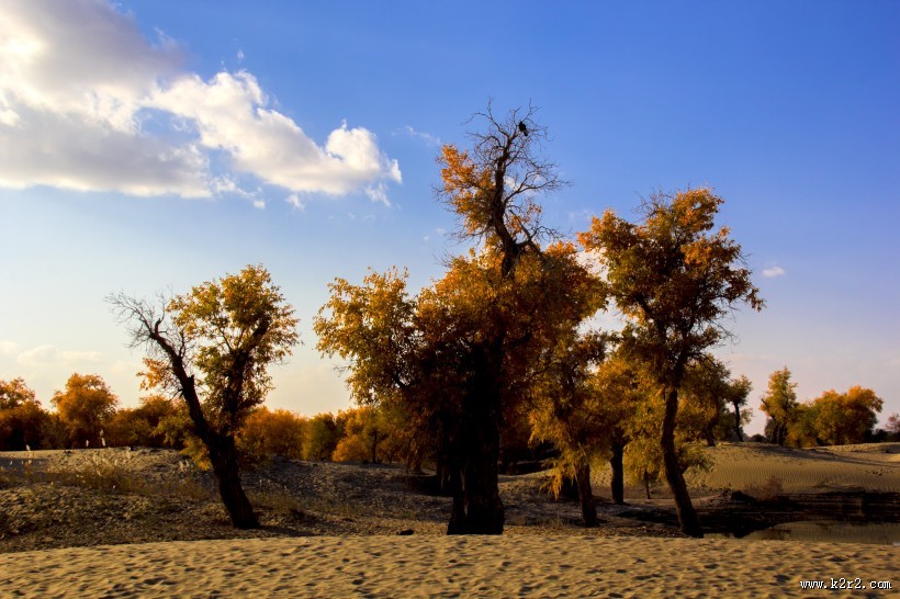 内蒙古额济纳胡杨林风景图片大全