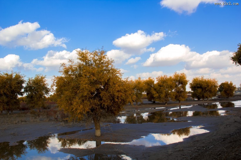 内蒙古额济纳胡杨林风景图片大全