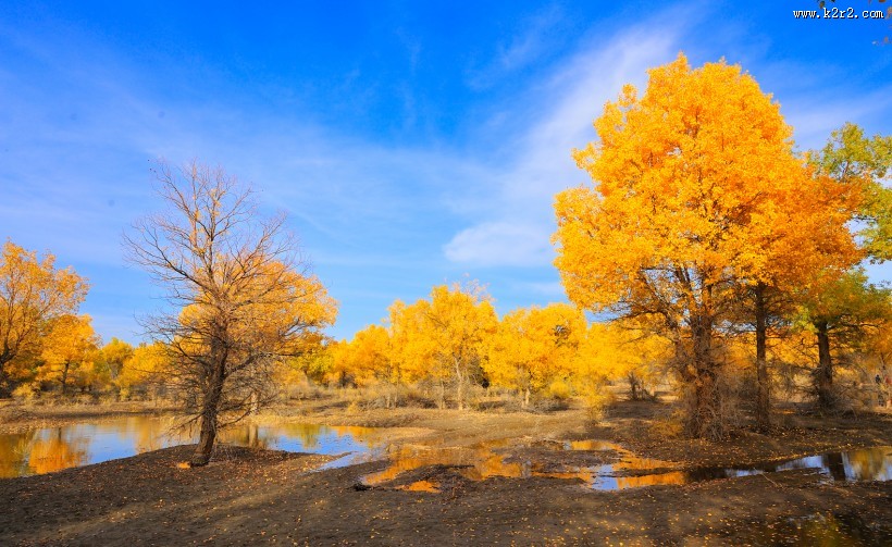 内蒙古额济纳胡杨林风景图片大全