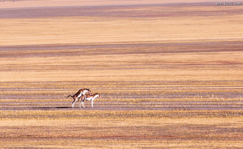 西藏阿里改则风景图片大全