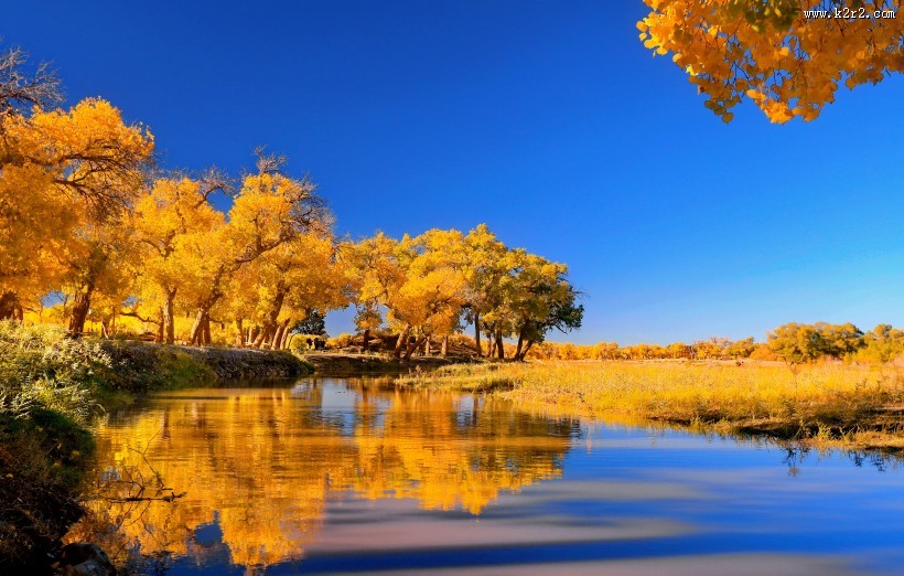 内蒙古额济纳胡杨林风景图片