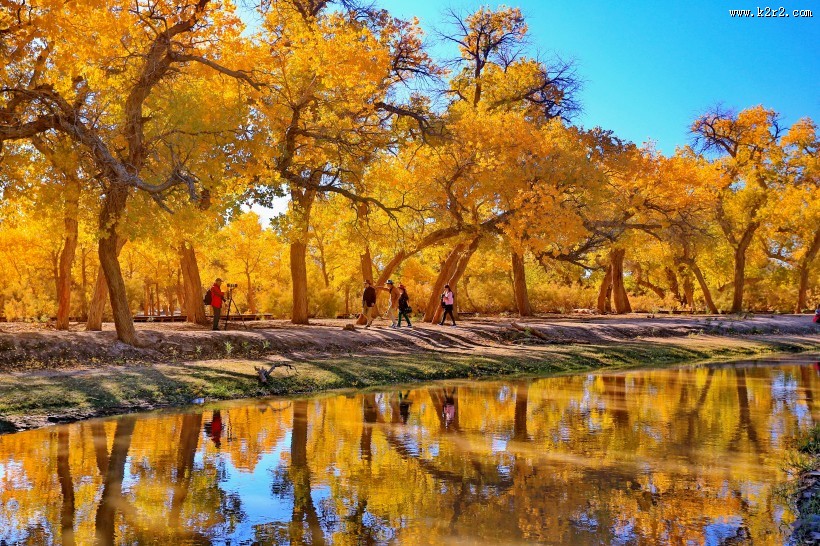 内蒙古额济纳胡杨林风景图片