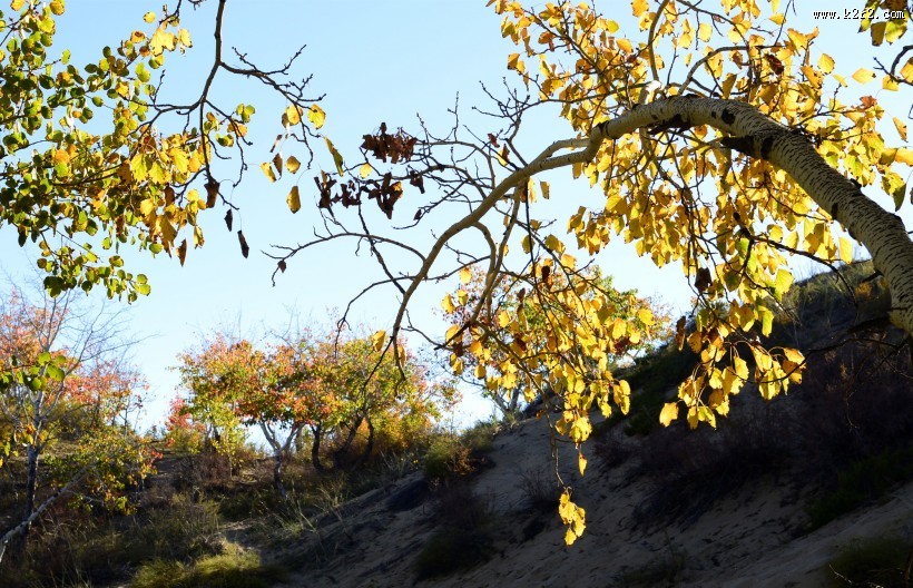 新疆白沙湖风景图片