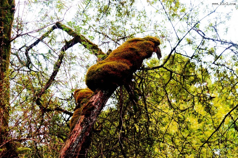 西藏林芝南伊沟风景图片大全