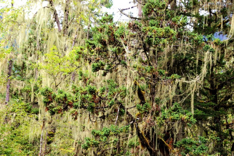 西藏林芝南伊沟风景图片大全