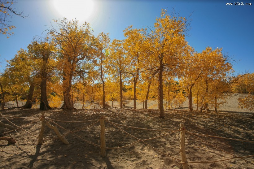 内蒙古额济纳胡杨林风景图片