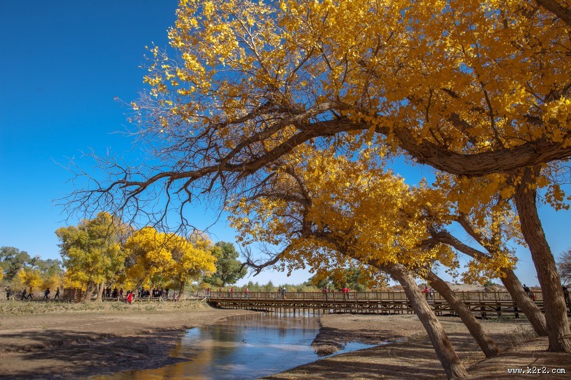 内蒙古额济纳胡杨林风景图片