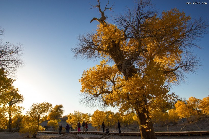 内蒙古额济纳胡杨林风景图片