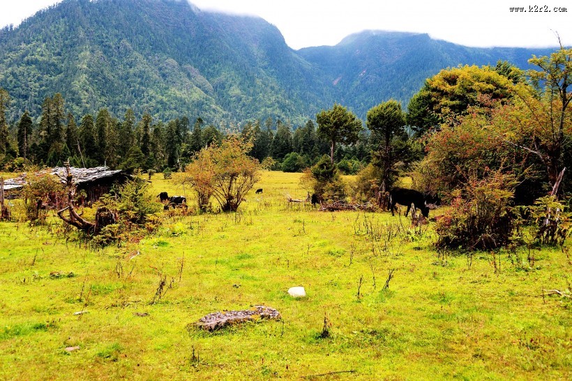 西藏林芝南伊沟风景图片