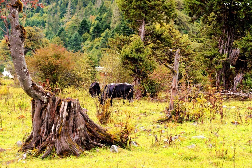 西藏林芝南伊沟风景图片
