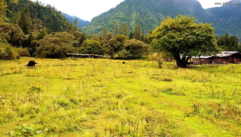 西藏林芝南伊沟风景图片