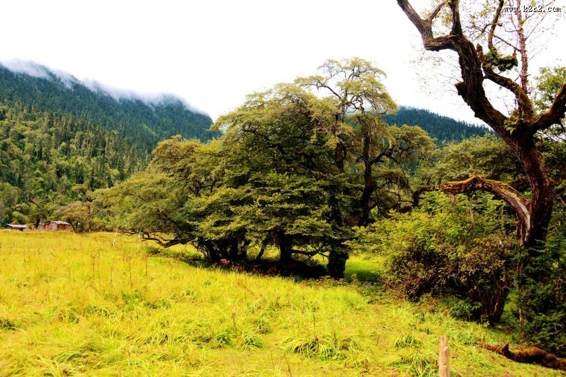 西藏林芝南伊沟风景图片