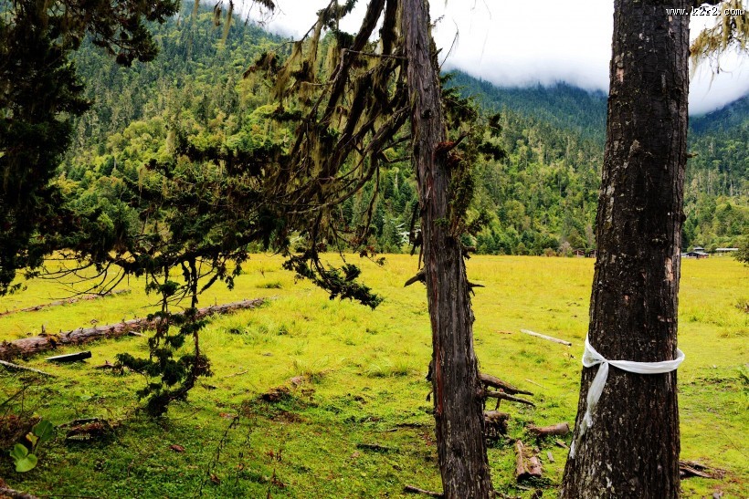 西藏林芝南伊沟风景图片