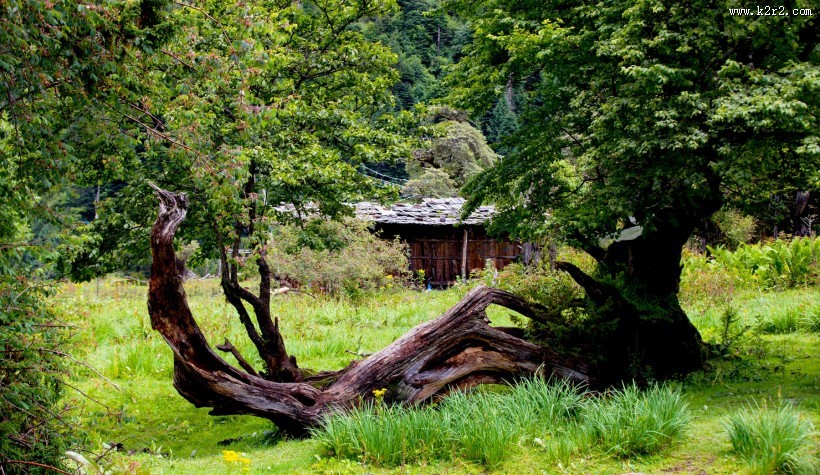 西藏南伊沟风景图片大全