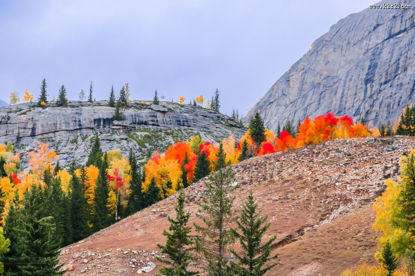 新疆可可托海的金秋景色大全