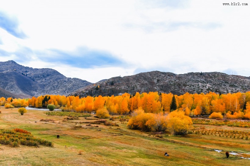 新疆可可托海的金秋景色大全