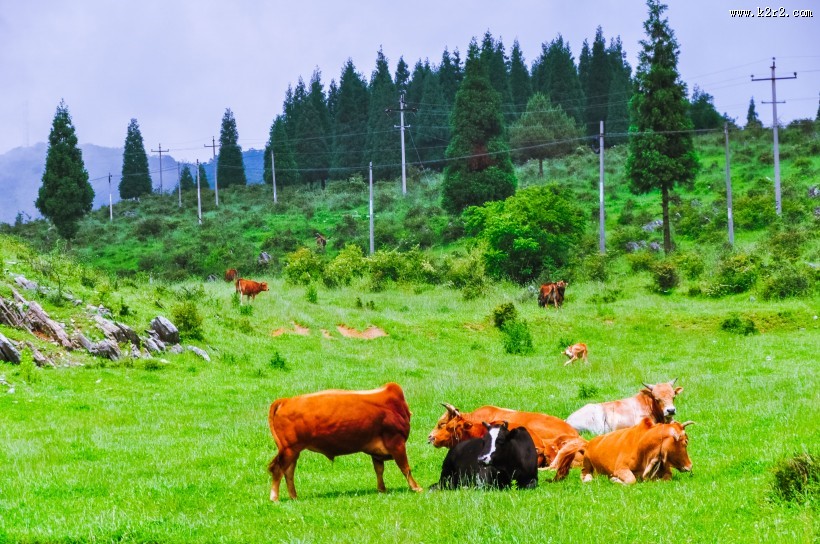重庆千野草场风景图片