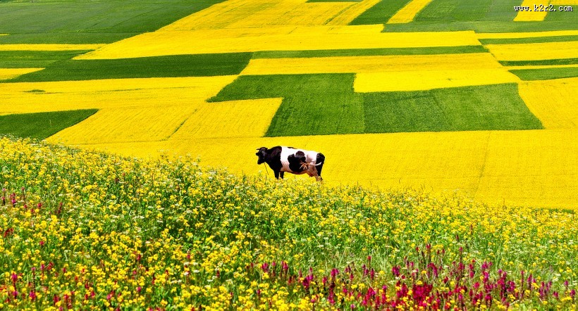大美青海门源风景图片