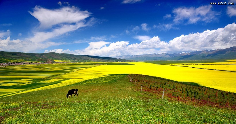 大美青海门源风景图片