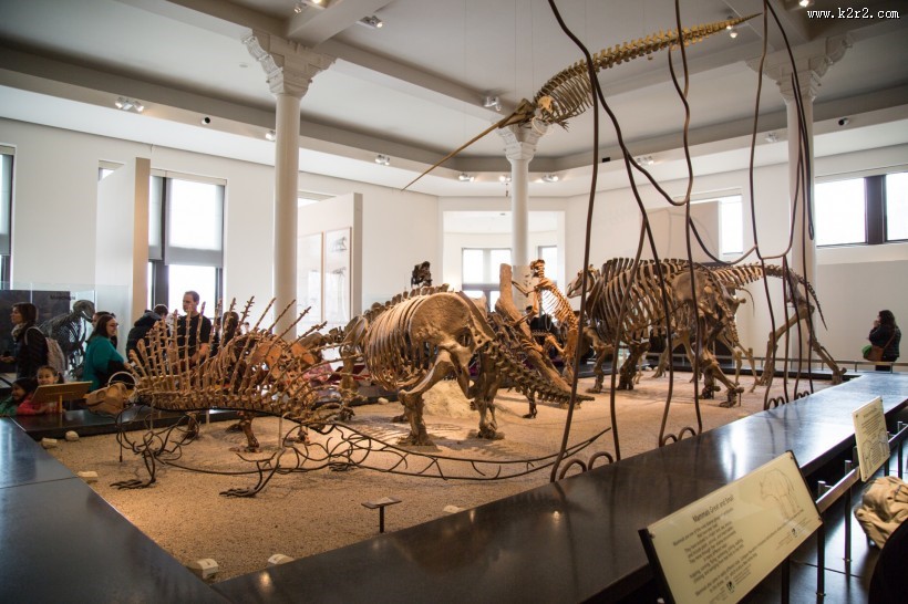 美国自然史博物馆内部图片