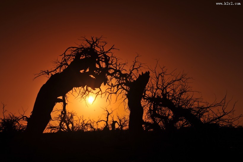 内蒙古怪树林风景图片