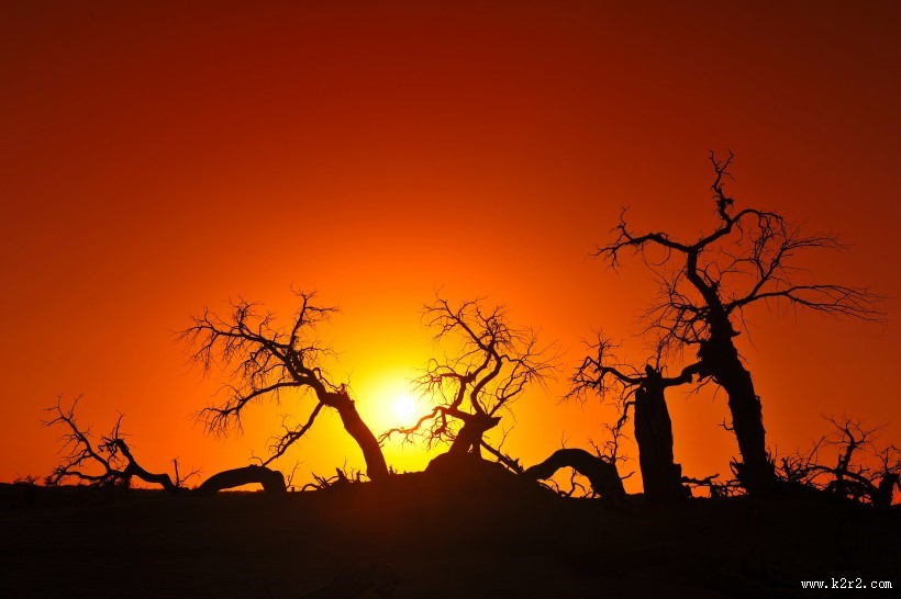 内蒙古怪树林风景图片
