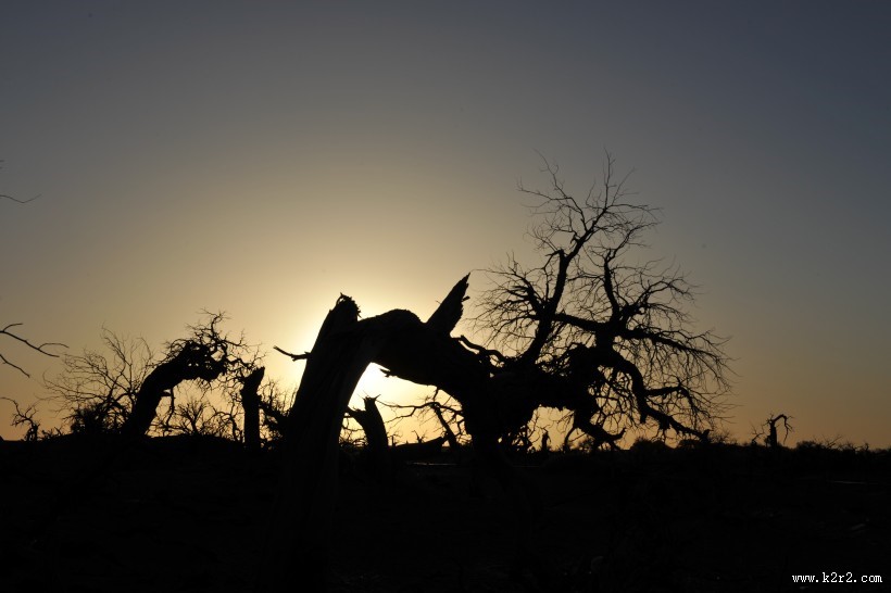 内蒙古怪树林风景图片