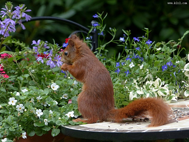红褐色的小松鼠图片