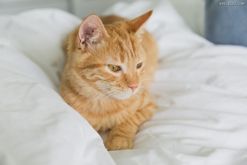 可爱的黄色小猫咪喵星人宠物图片大全