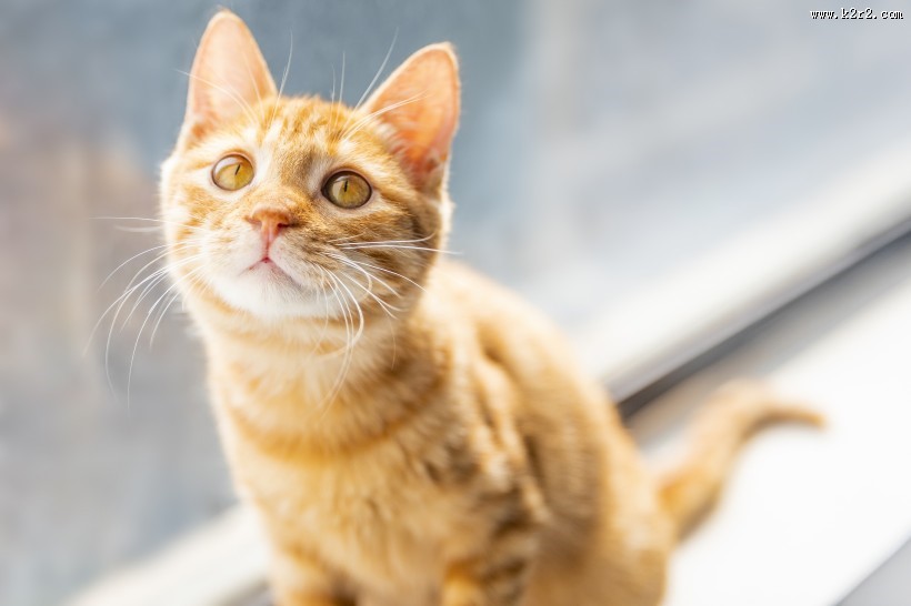 可爱的黄色小猫咪喵星人宠物图片大全