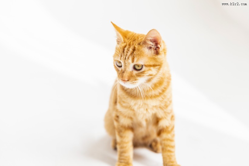 可爱的黄色小猫咪喵星人宠物图片大全