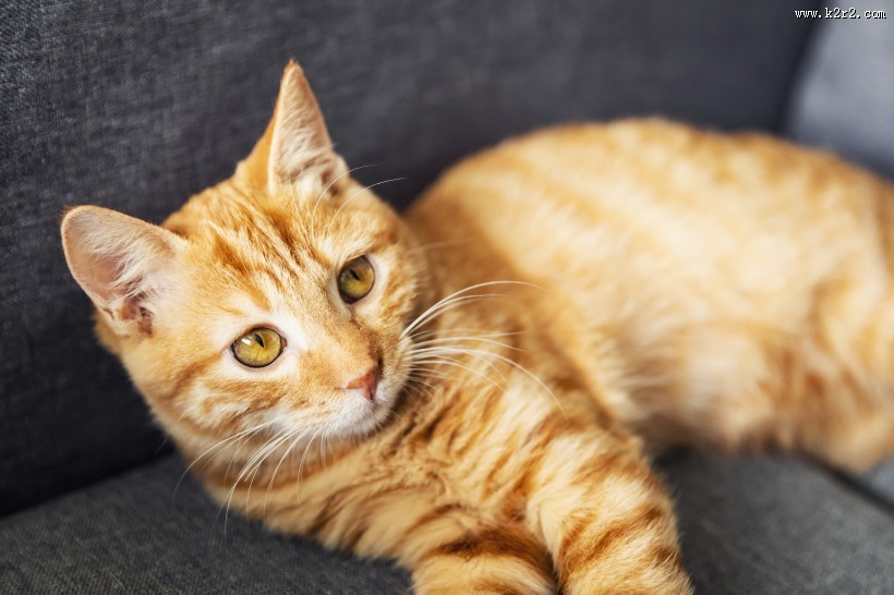 可爱的黄色小猫咪喵星人宠物图片大全