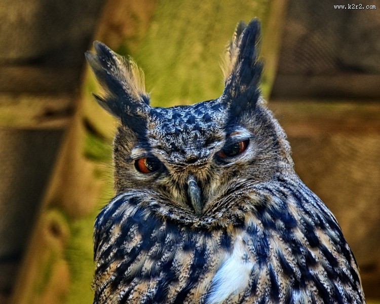 不同种类的猫头鹰图片