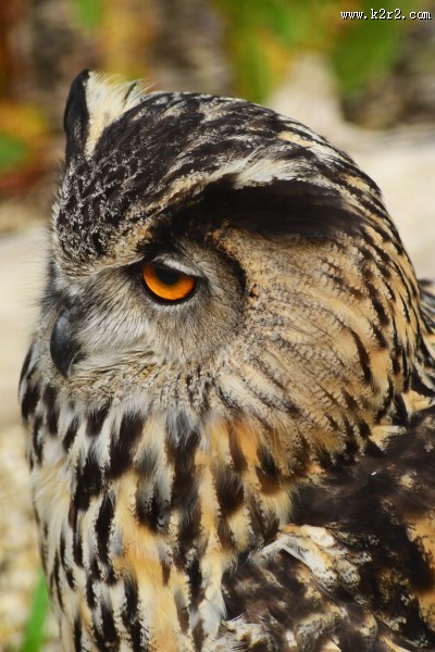 不同种类的猫头鹰图片