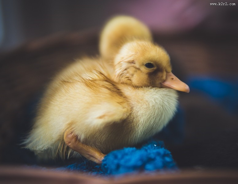 毛绒绒的小鸭子图片